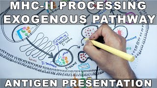 Exogenous Pathway of Antigen Presentation  MHC II Processing [upl. by Durstin]