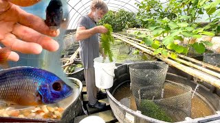 Setting up a 300gallon cichlid breeding vat ••• Copadichromis borleyi ••• from Lake Malawi [upl. by Jet]