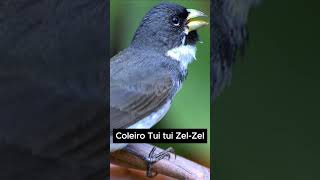 Coleiro Tui Tui zelzel [upl. by Derrick]