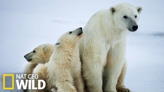 La pêche des ours polaires [upl. by Godewyn]