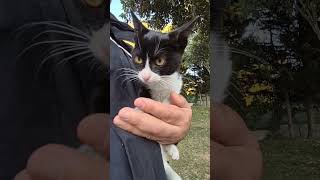 Cute and sweet baby kitten theplanetofcats cat catlover [upl. by Sucramaj]