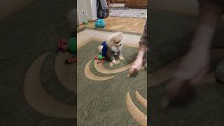 Pomeranian Spitz play❤️ 5 months [upl. by Esineg8]