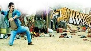 Ajay Devgn Fights With Real Tiger In Himmatwala [upl. by Byers298]