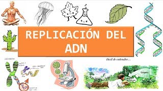 Replicación del ADN fácil de aprender [upl. by Leonardo92]