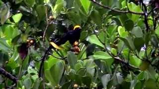 Birds of Kaieteur National Park [upl. by Drain]