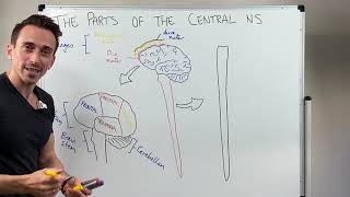 Overview of the Central Nervous System CNS [upl. by Elroy]