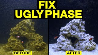 Top 10 Fixes to Turn the Nasty Brown Stage of Your Saltwater Tank Cycle Around [upl. by Eynahpets]