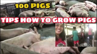 TIPS ON HOW TO GROW PIG FATTENER 100 KILO LIVE WEIGHT FAST GROWER PIGS  PIGGERY BUSINESS PIG FARM [upl. by Yrojram108]