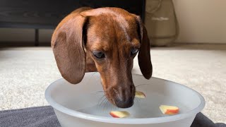 Mini dachshund bobs for apples on Halloween [upl. by Jenine]