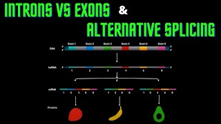 USMLE Step 1  Lesson 14  Introns vs Exons and Alternative splicing [upl. by Sikko]