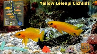 Neolamprologus  Leleupi Cichlid Species Profile [upl. by Inram930]