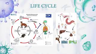Echinococcus multilocularis [upl. by Drofiar]