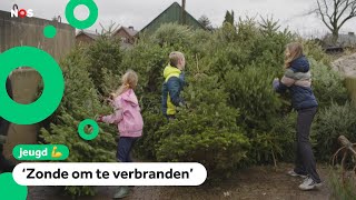 Wat gebeurt er met de 25 miljoen Nederlandse kerstbomen [upl. by Greenquist252]