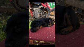 doglover puppy jagdterrier motocross race motocrosslife puppies terrier motorcycleracing [upl. by Hannad246]