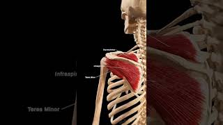 the rotator cuff yourshoulders unsung heroanatony [upl. by Cunningham]