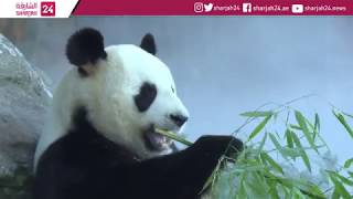 Baby panda celebrates first birthday in France [upl. by Alorac]