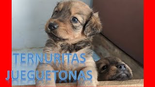 CACHORROS LADRANDO Y JUGANDO █ MIRA lo que hacen 😁 [upl. by Au]