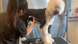 Grooming a Matted Sheepadoodle with Emily [upl. by Terri]