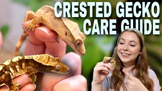 How To Care For A CRESTED GECKO [upl. by Ackerley]