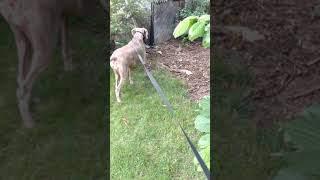 Weimaraner hunting rabbit [upl. by Aicatsue]