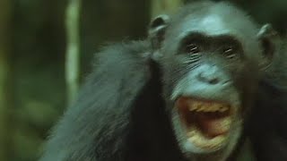 Chimps Set Up an Ambush for Monkeys  Trials Of Life  BBC Earth [upl. by Alram387]