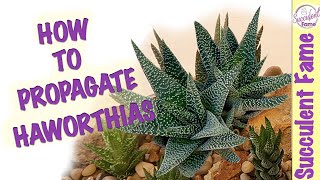 HOW TO PROPAGATE HAWORTHIA SUCCULENTS With Updates [upl. by Walter]