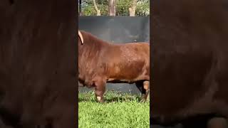 Giant KALAHARI RED Goat  Available for Sell Contact 8956646835  shorts boergoat kalahari [upl. by Vic228]