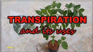 Transpiration definition experiment and uses [upl. by Okajima]