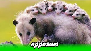 Fakta Unik Virginia Opossum Primata dengan Umur Pendek [upl. by Ordnagela]