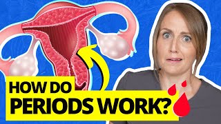 Everything You Dont Know About the Menstrual Cycle [upl. by Endo]