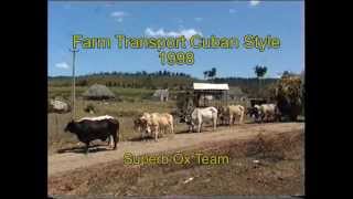 Amazingly well trained team of 10 Oxen in Cuba 1998 [upl. by Skip]