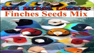 Finch Seed MixLady Goudian SeedmixBanglies Finch Seedmixurduhindi [upl. by Aubigny]