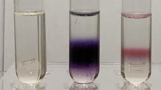 Molischs Test for Carbohydrates 20 [upl. by Yeoj]