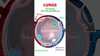 Alveoli  Site of Simple Diffusion 🫁 shorts [upl. by Herates]