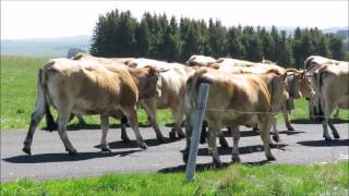 Vaches AubracTranshumance [upl. by Wilser]