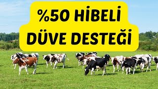 P Hibeli düve desteği başvuruları başladı [upl. by Hafler]