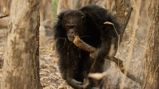 Chaos Erupts in Chimpanzee Tribe  Dynasties  BBC Earth [upl. by Ltihcox]