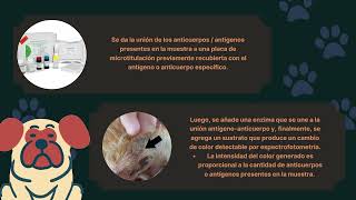 Ehrlichiosis Canina [upl. by Alegnat]