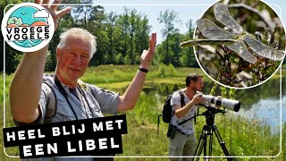 Heel veel libellen in een ven  TV  Vroege Vogels [upl. by Euqinahc]