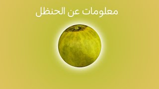 الحنظل الوصف النباتي والفوائد [upl. by Seuqram]