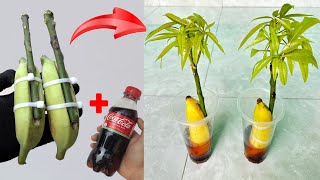 SUPER SPECIAL TECHNIQUE for propagating yellow mango trees with cocacola super fast growth [upl. by Nywnorb]