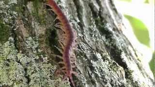 Centipede Chilopoda  Cryptops hortensis  Scolopendromorpha Florianópolis [upl. by Orelle796]