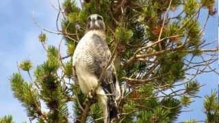 Swainsons Hawk Buteo swainsoni at Yosemite National park near Cathedral lake [upl. by Moses]