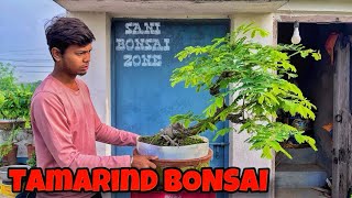 TAMARIND BONSAI TREE  BONSAI TREE  SANI BONSAI ZONE [upl. by Menzies]