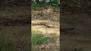 The rattlesnake was not harmed It was a BB that was empty snake rattlesnakes hunting [upl. by Endaira]