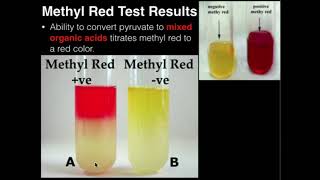 Microbiology Methyl Red Test [upl. by Elleinad220]