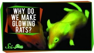 Why Do We Make Glowing Rats [upl. by Eemiaj]