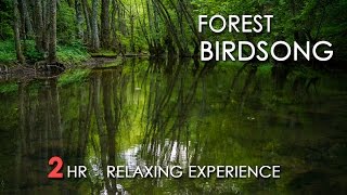 Forest Birdsong  Relaxing Nature Sounds  Birds Chirping  REALTIME  NO LOOP  2 Hours  HD 1080p [upl. by Tterraj]