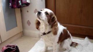 My Cavalier King Charles Spaniel Charliesinginghowling and wagging his tail [upl. by Saleem932]