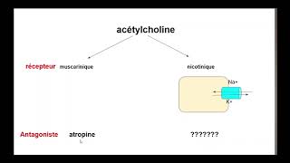 5recepteur muscarinique vs nicotinique [upl. by Aihsenal]